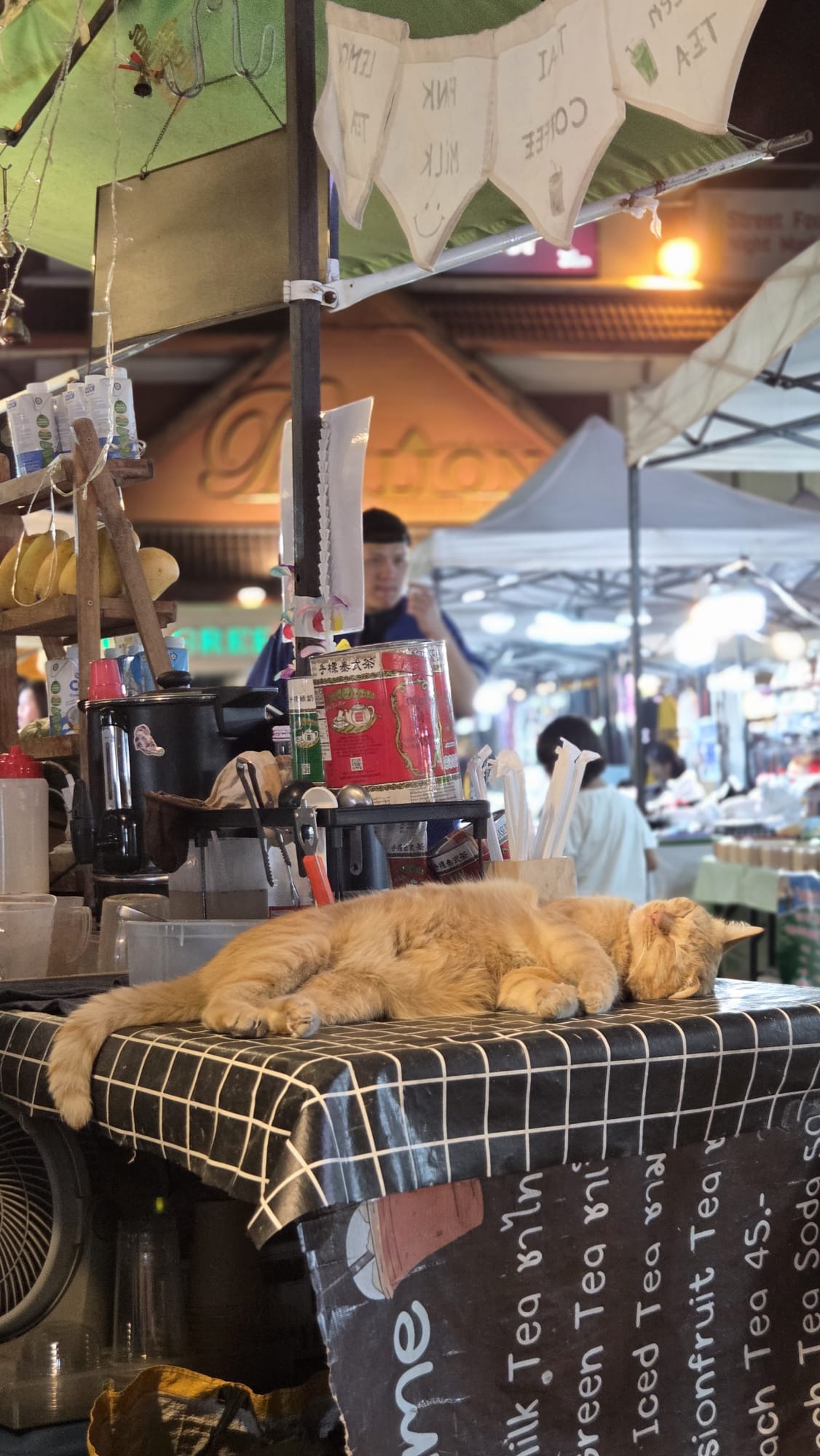 Gatito en un puesto de Chiang Mai, Tailandia